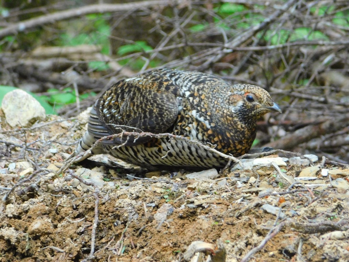 Spruce Grouse - ML637919657