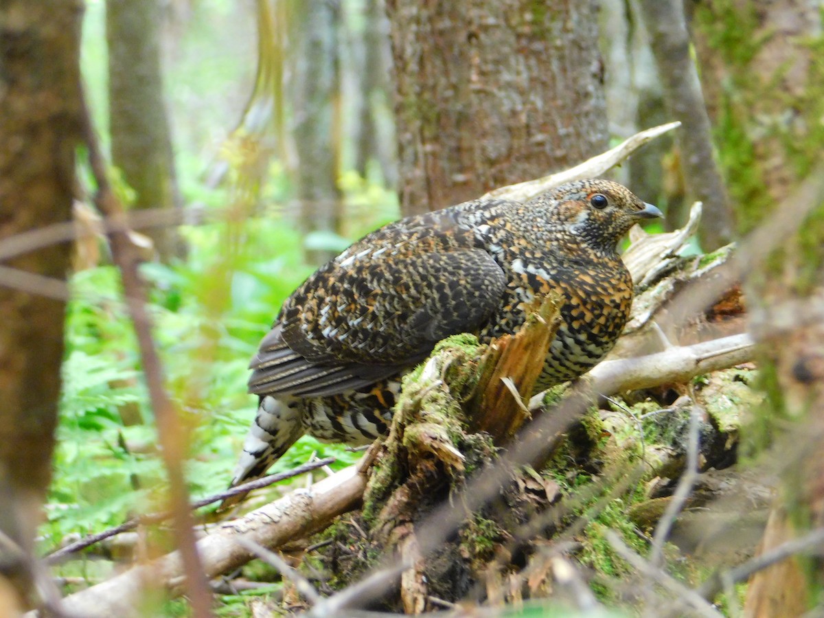 Spruce Grouse - ML637919666