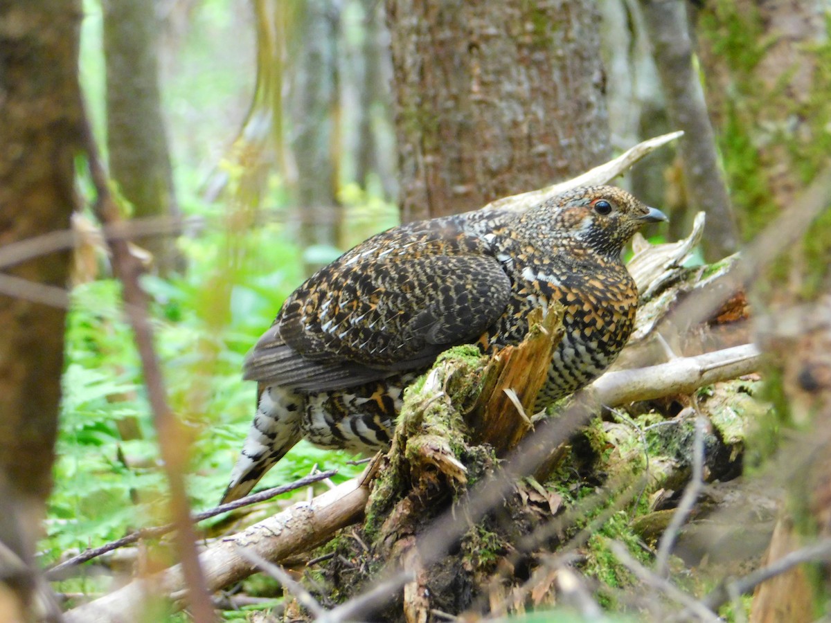 Spruce Grouse - ML637919667