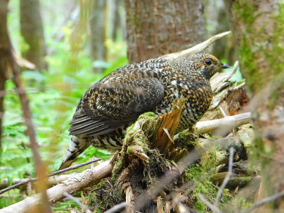 Spruce Grouse - ML637919668
