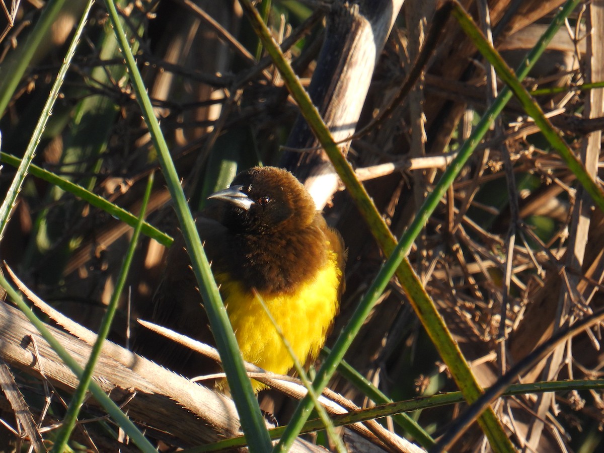 Brown-and-yellow Marshbird - ML637919671