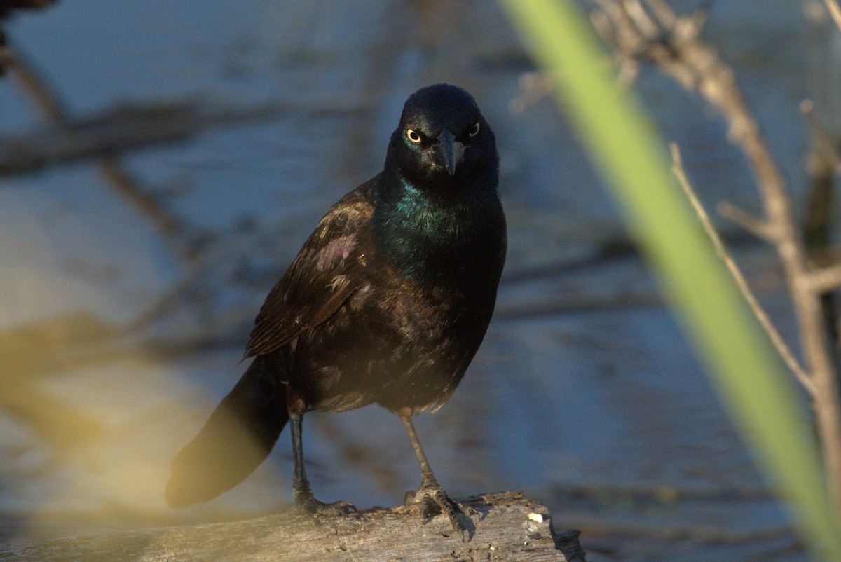 Common Grackle - ML637919690
