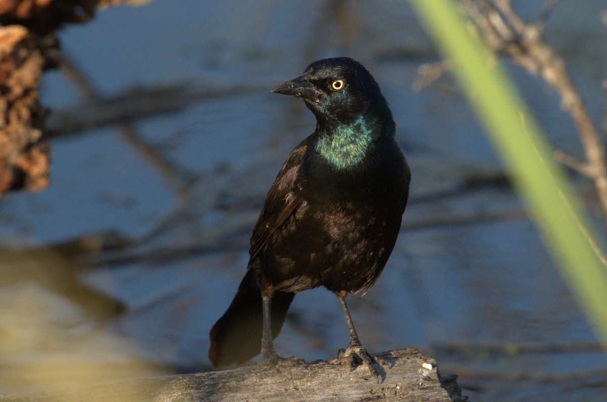 Common Grackle - ML637919691