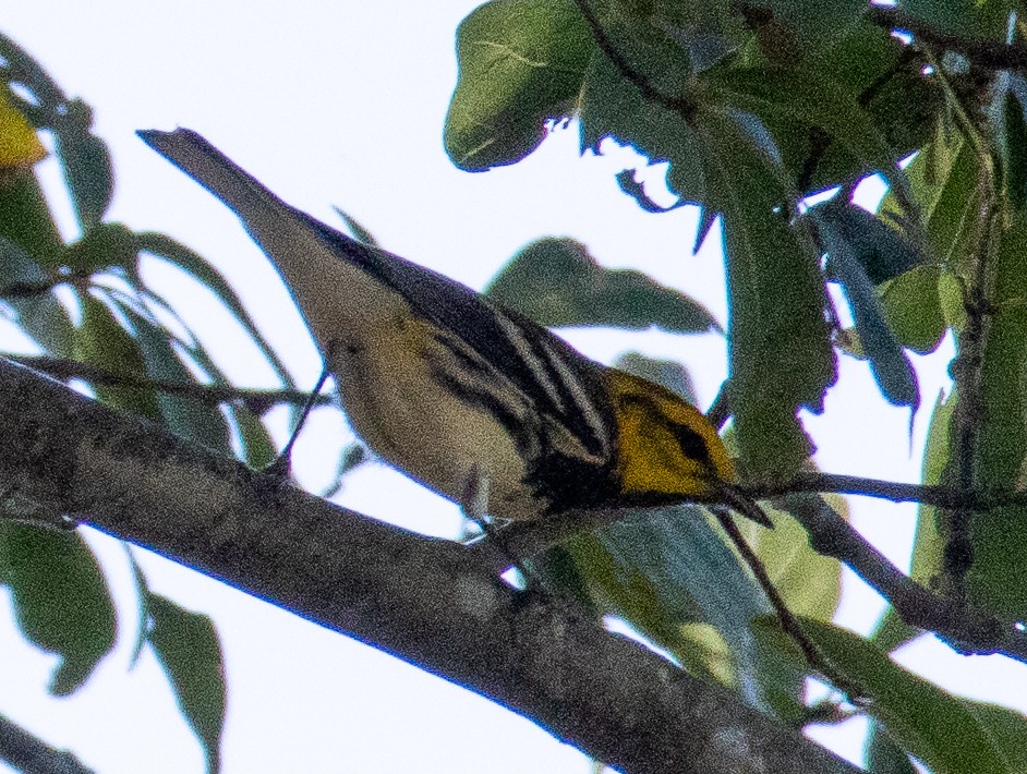 Black-throated Green Warbler - ML637919700