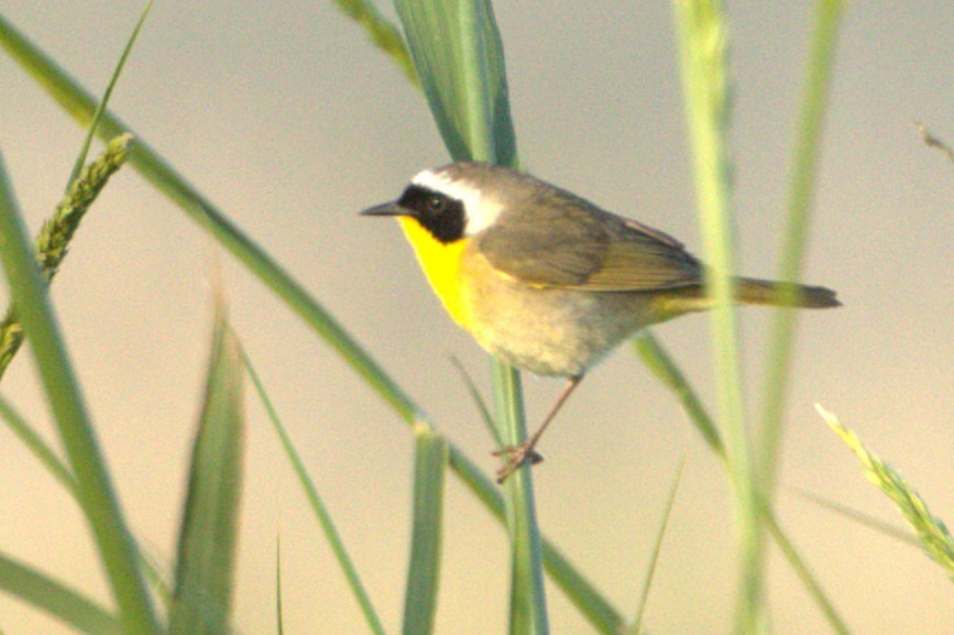 Common Yellowthroat - ML637919718