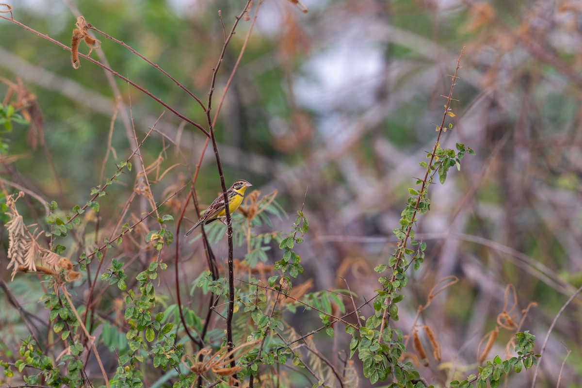 Yellow-breasted Bunting - ML637919719