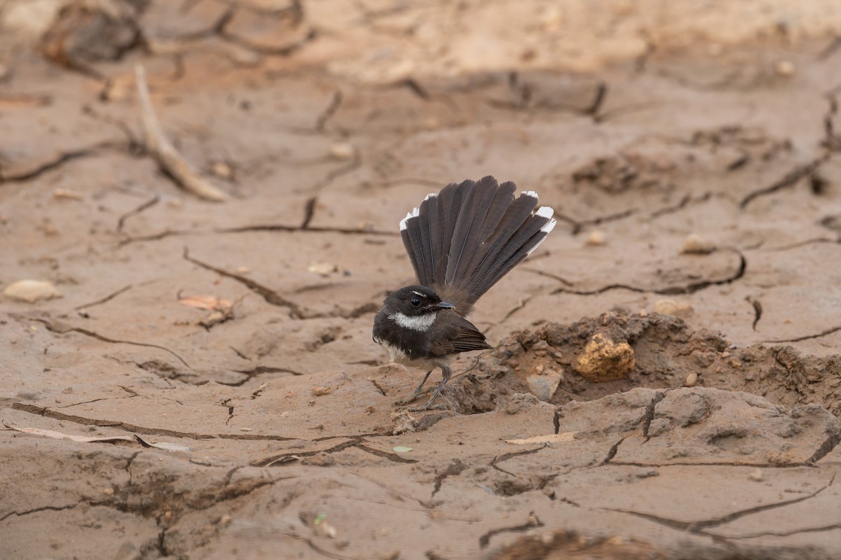 Malaysian Pied-Fantail - ML637919737