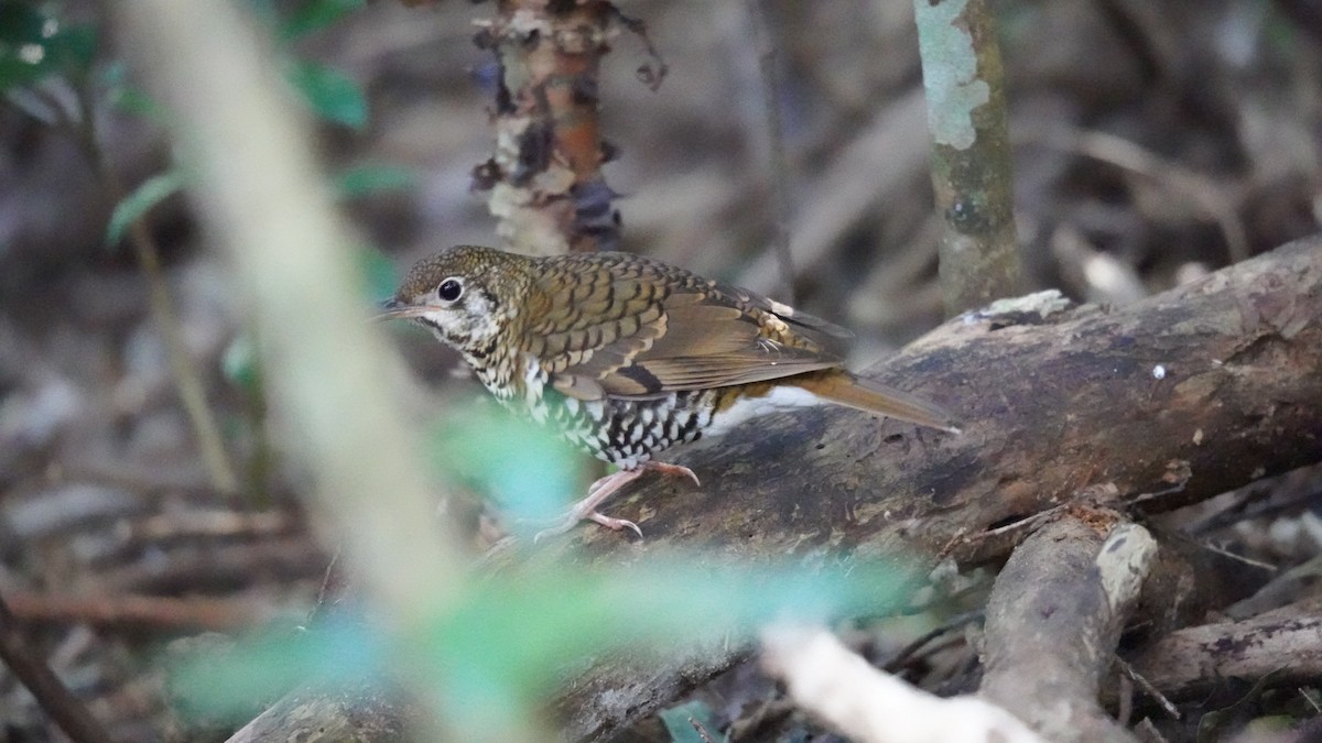 Russet-tailed Thrush - ML637919806