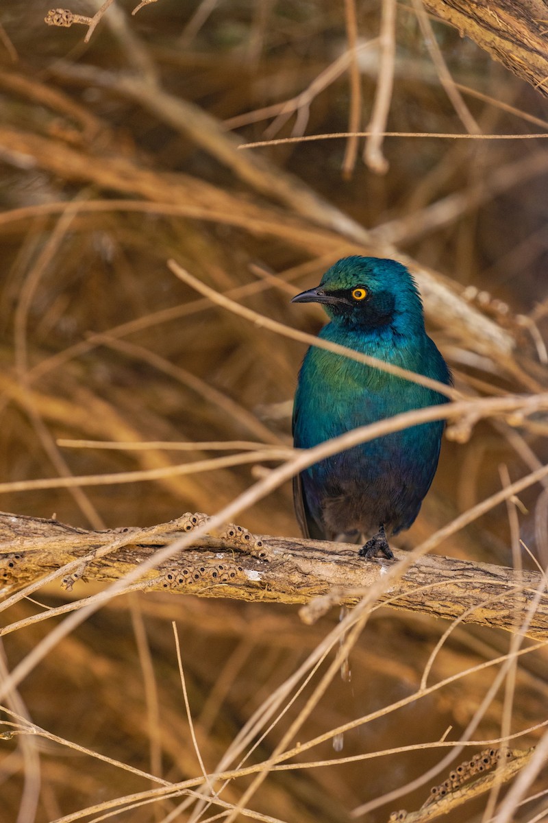 Greater Blue-eared Starling - ML637919808