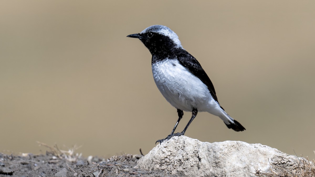 Finsch's Wheatear - ML637919856