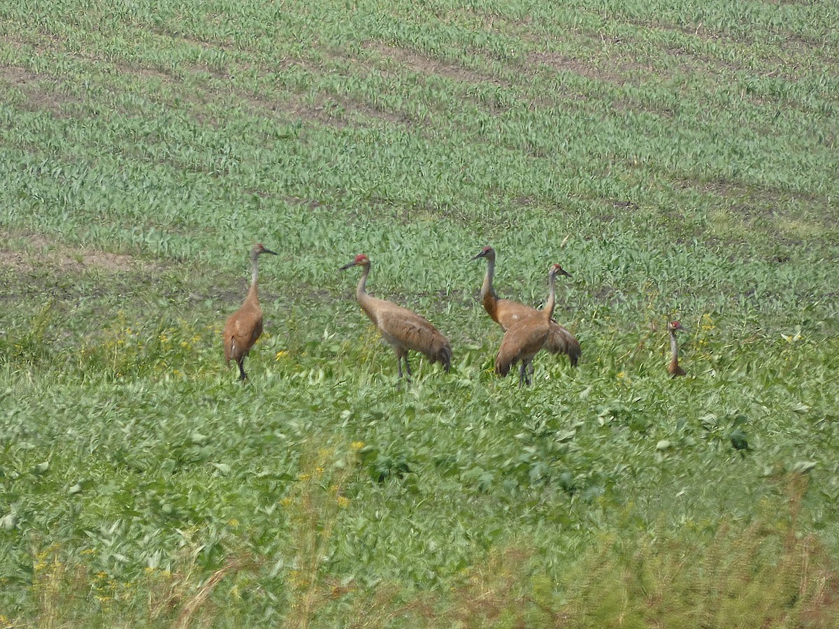 Sandhill Crane - ML637919867