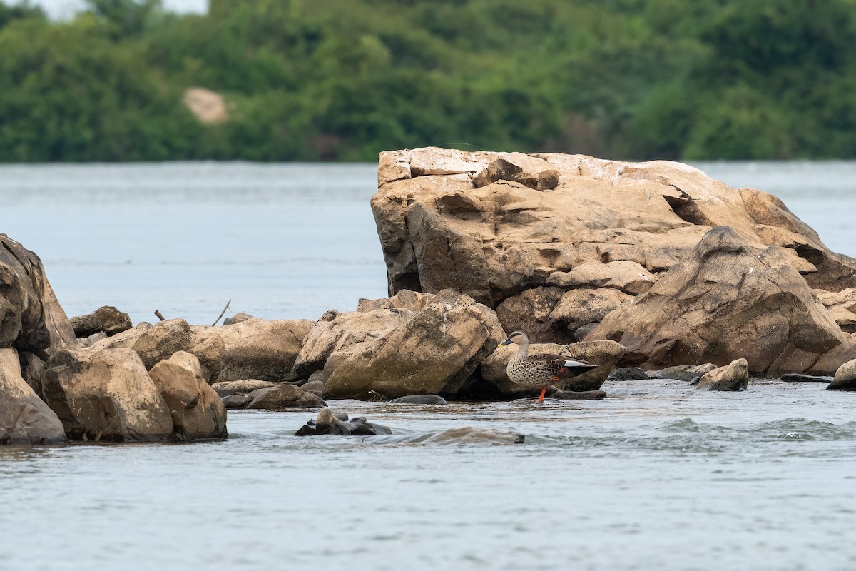 Indian Spot-billed Duck - ML637919909
