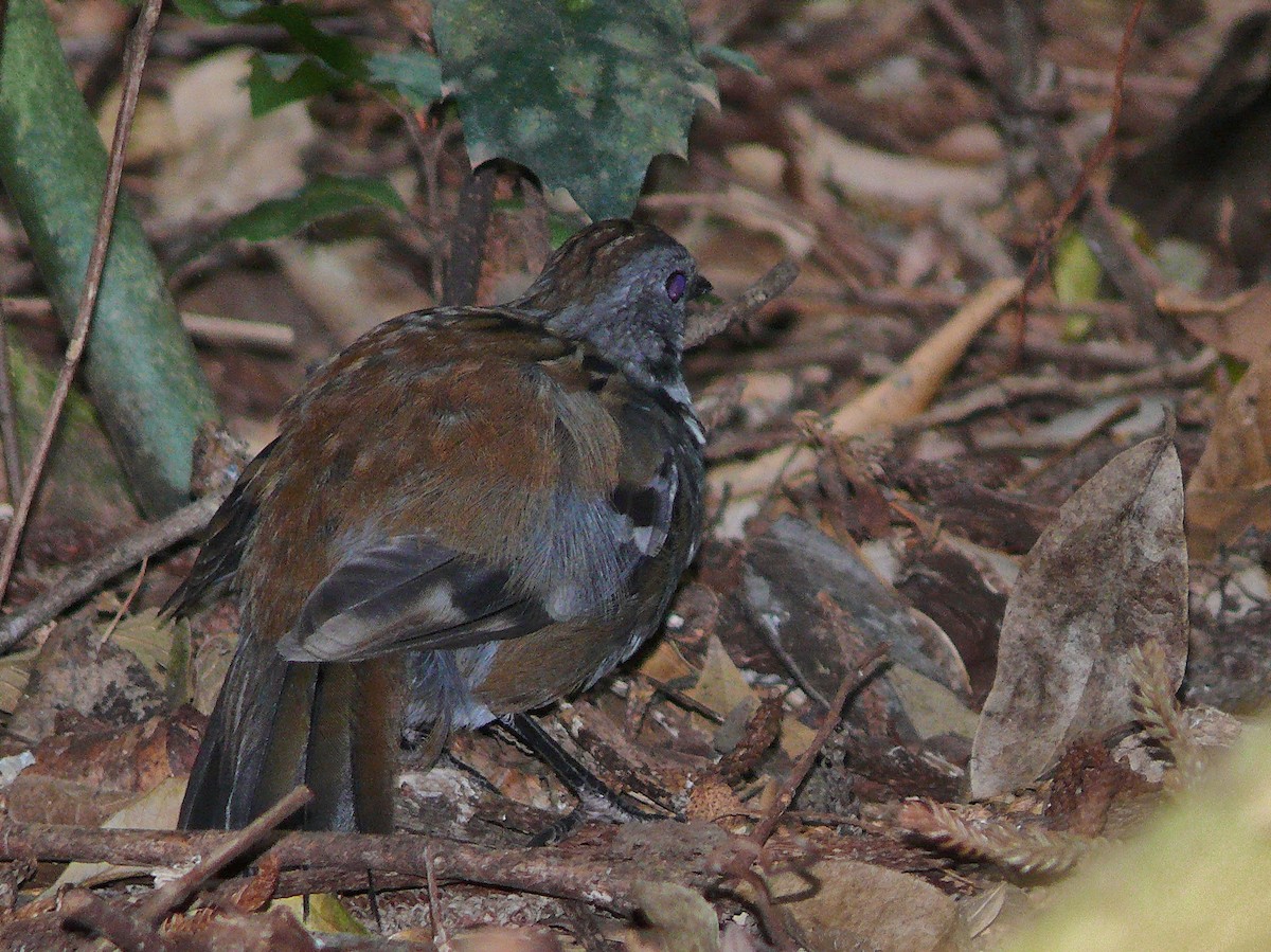 Australian Logrunner - ML637919910