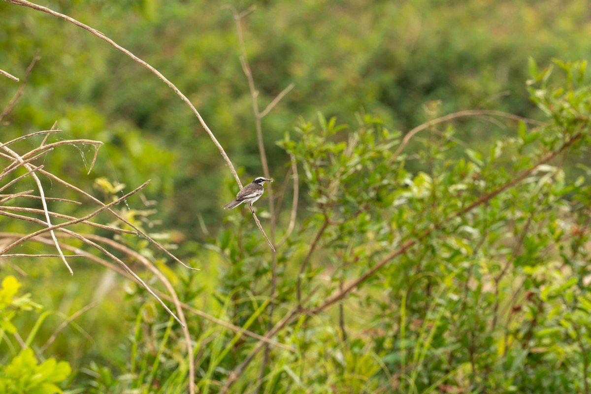 Mekong Wagtail - ML637919912