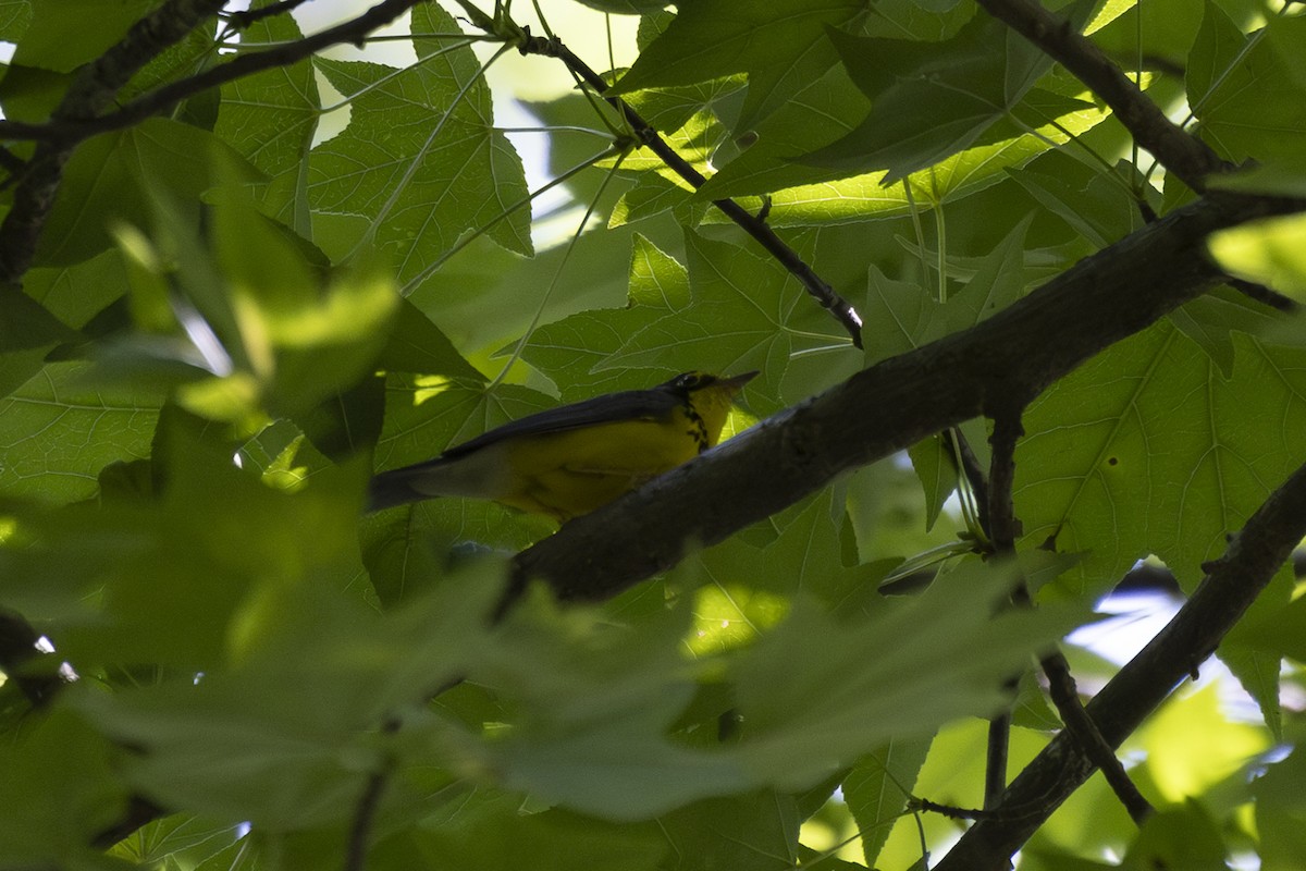 Canada Warbler - ML637919983
