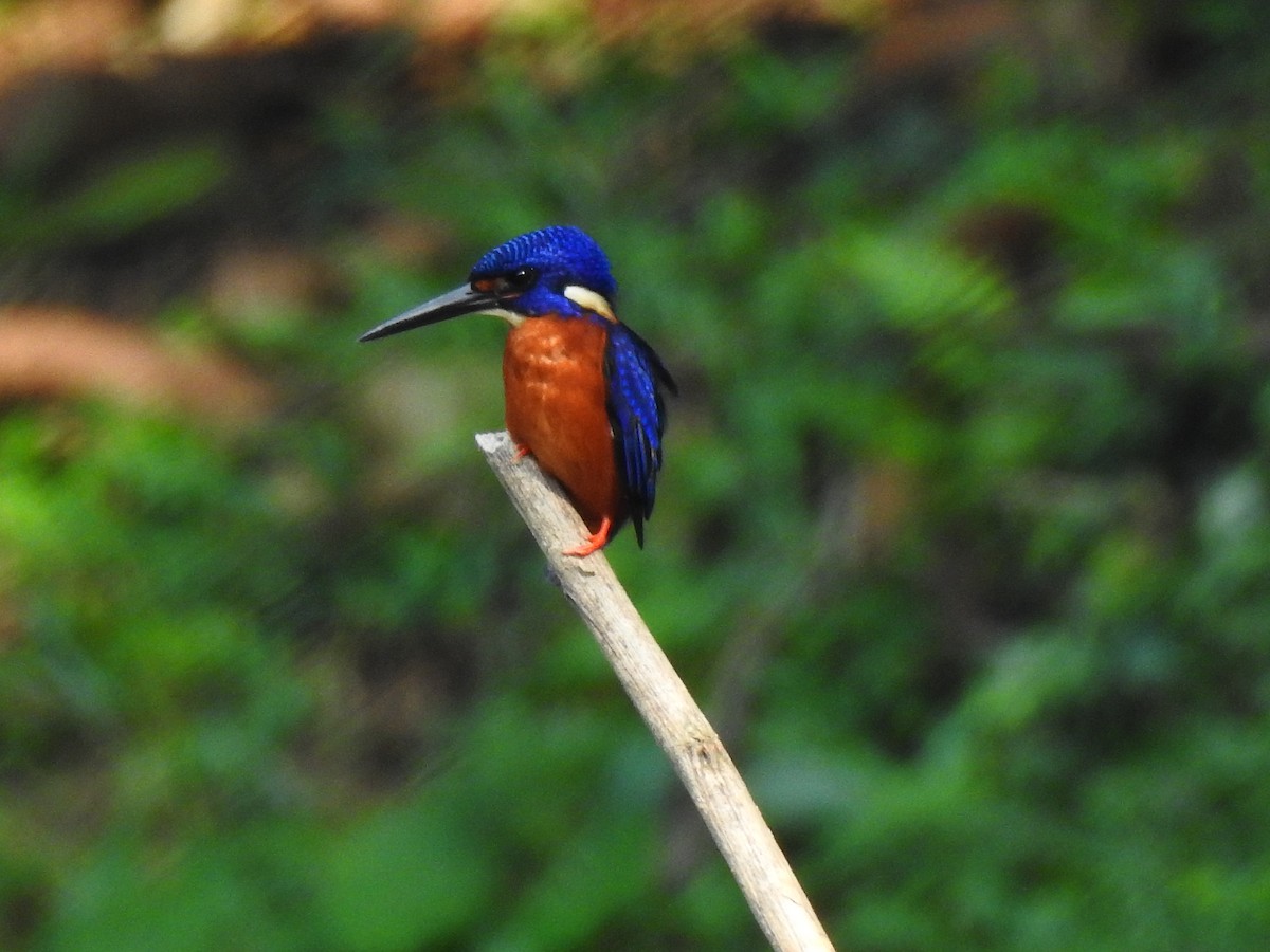 Blue-eared Kingfisher - ML637919989