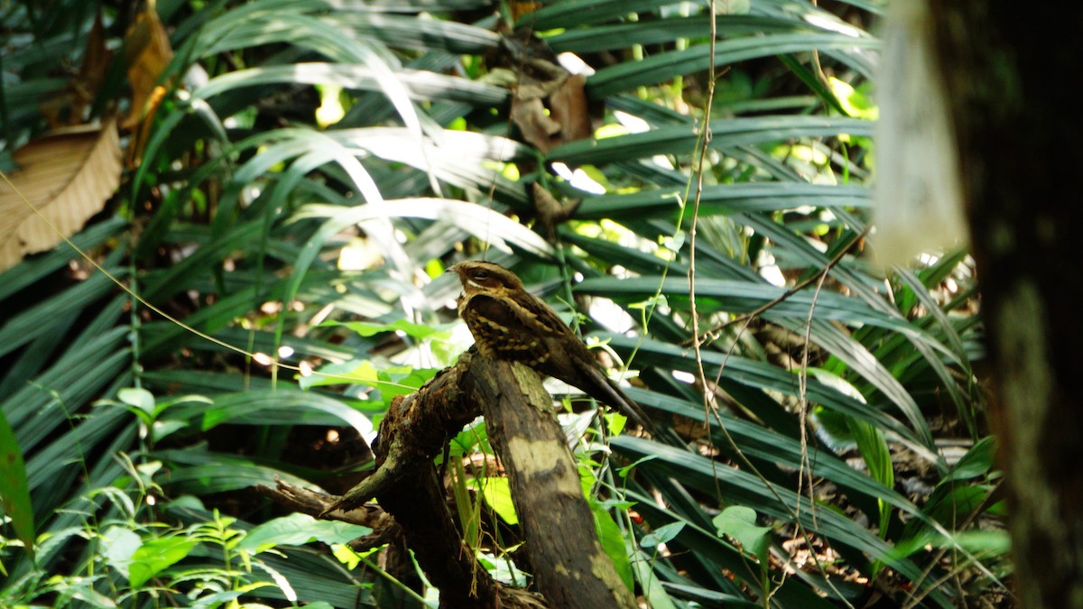 Large-tailed Nightjar - ML637920009