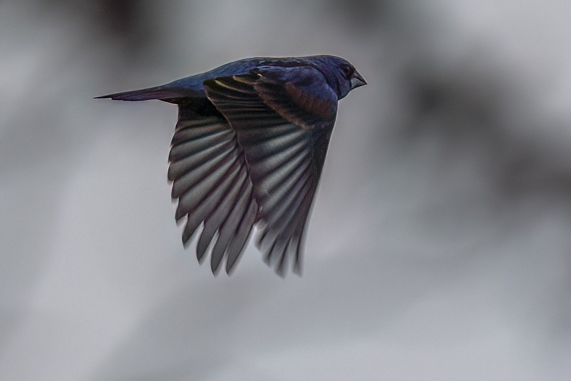 Blue Grosbeak - ML637920011