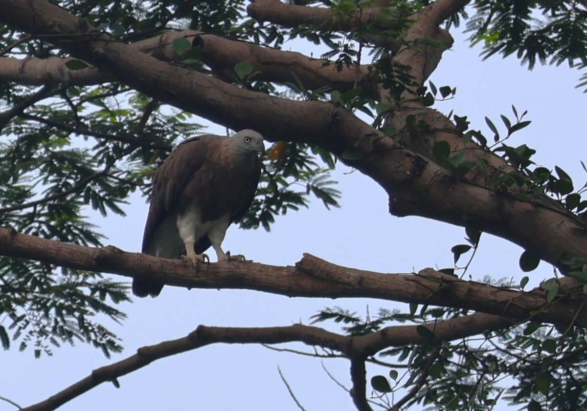 Gray-headed Fish-Eagle - ML637920016
