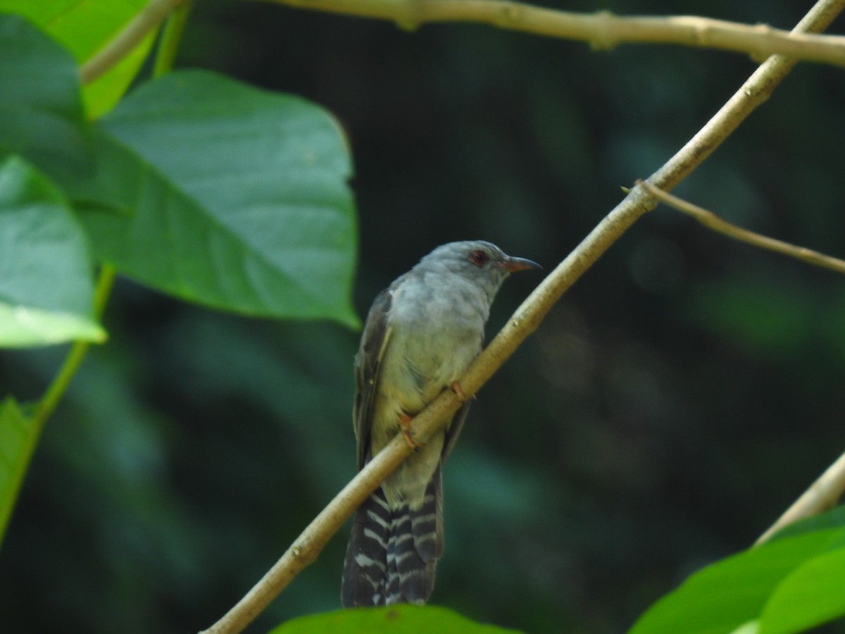 Plaintive Cuckoo - ML637920017