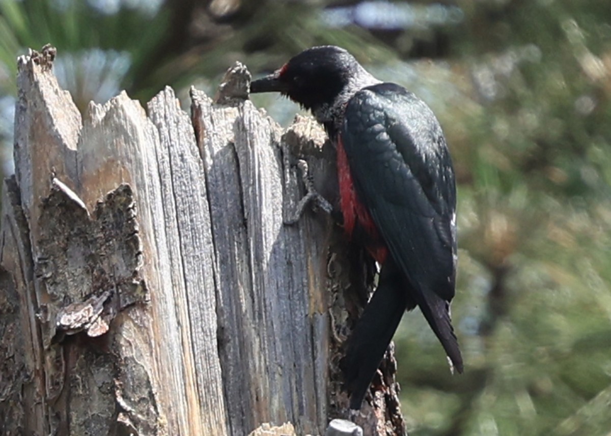 Lewis's Woodpecker - ML637920029
