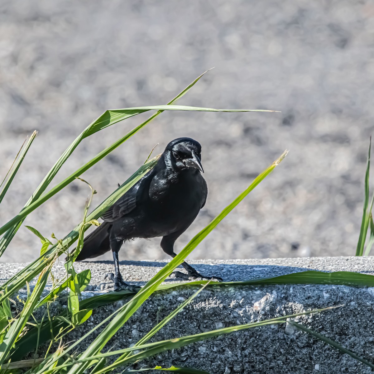 Cuban Blackbird - ML637920116