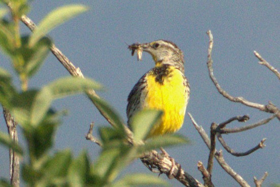Western Meadowlark - ML637920131