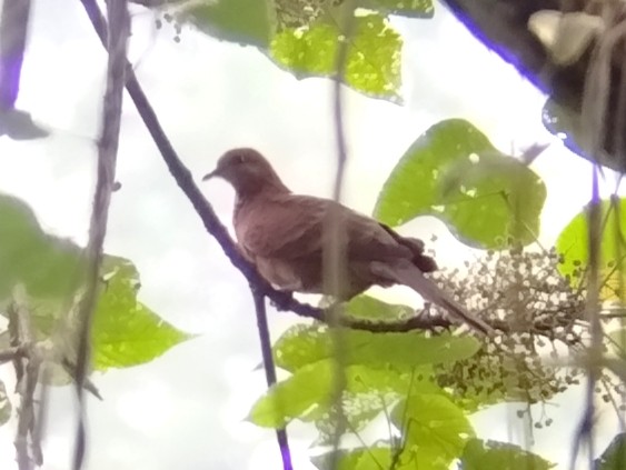 Little Cuckoo-Dove - ML637920132