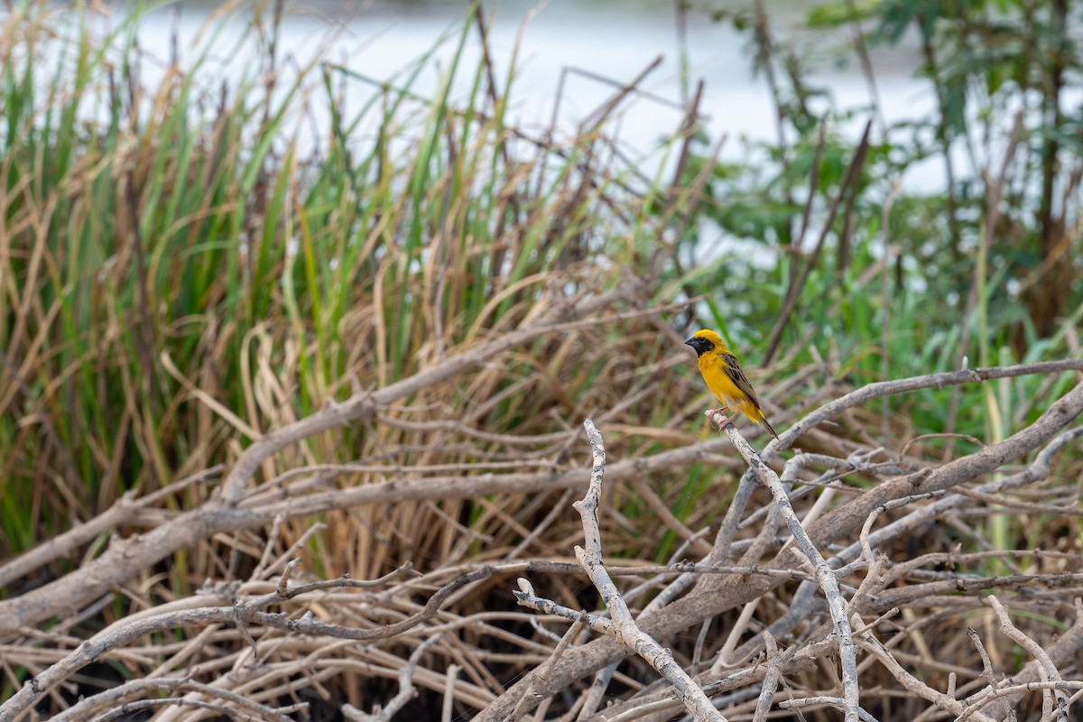 Asian Golden Weaver - ML637920136
