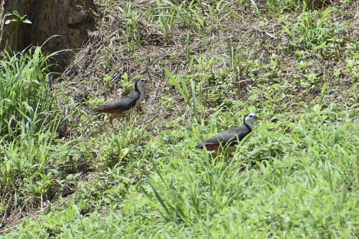 White-breasted Waterhen - ML637920137