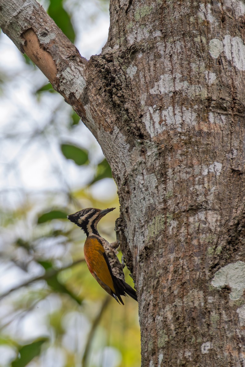 Common Flameback - ML637920141