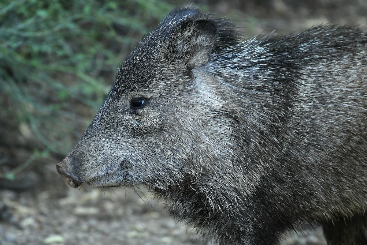 Animals - ML637920149