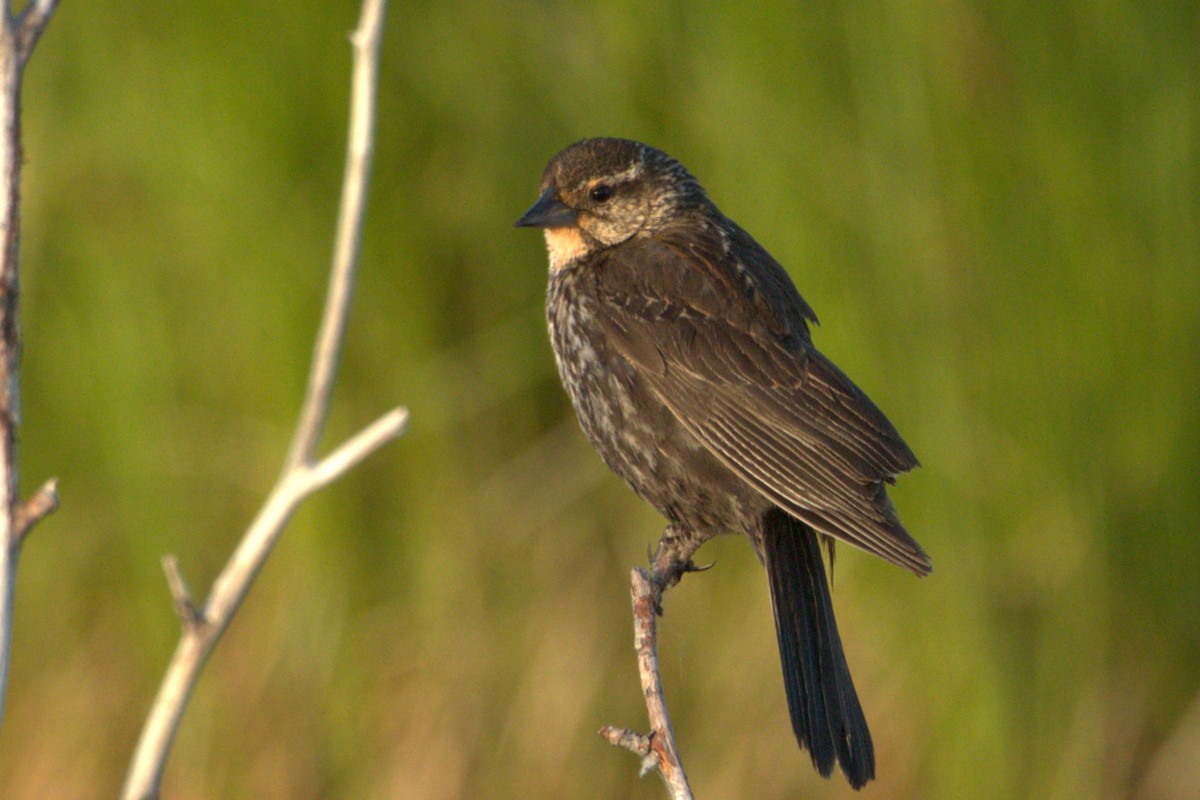 Red-winged Blackbird - ML637920150