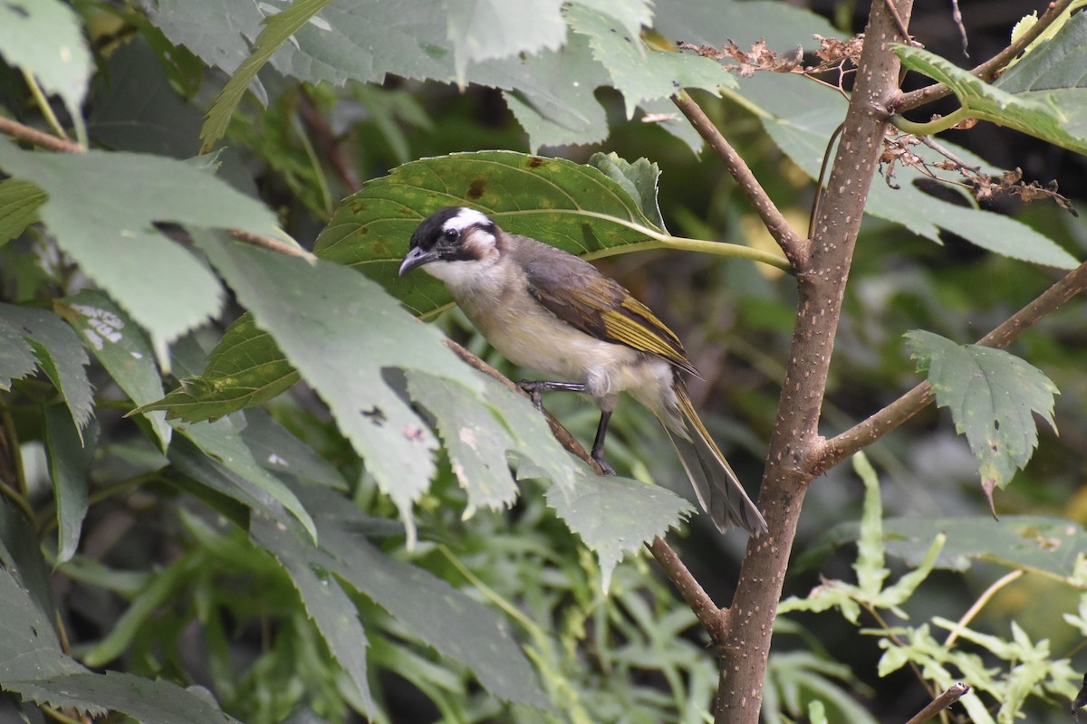Light-vented Bulbul - ML637920152