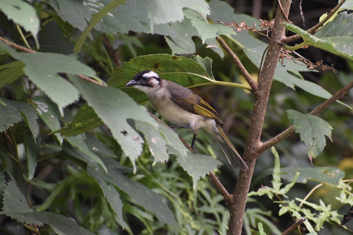 Light-vented Bulbul - ML637920153