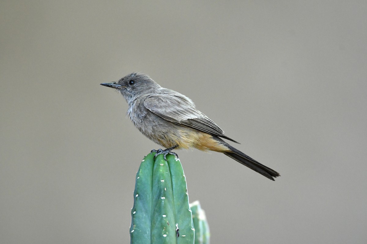 Say's Phoebe - ML637920158
