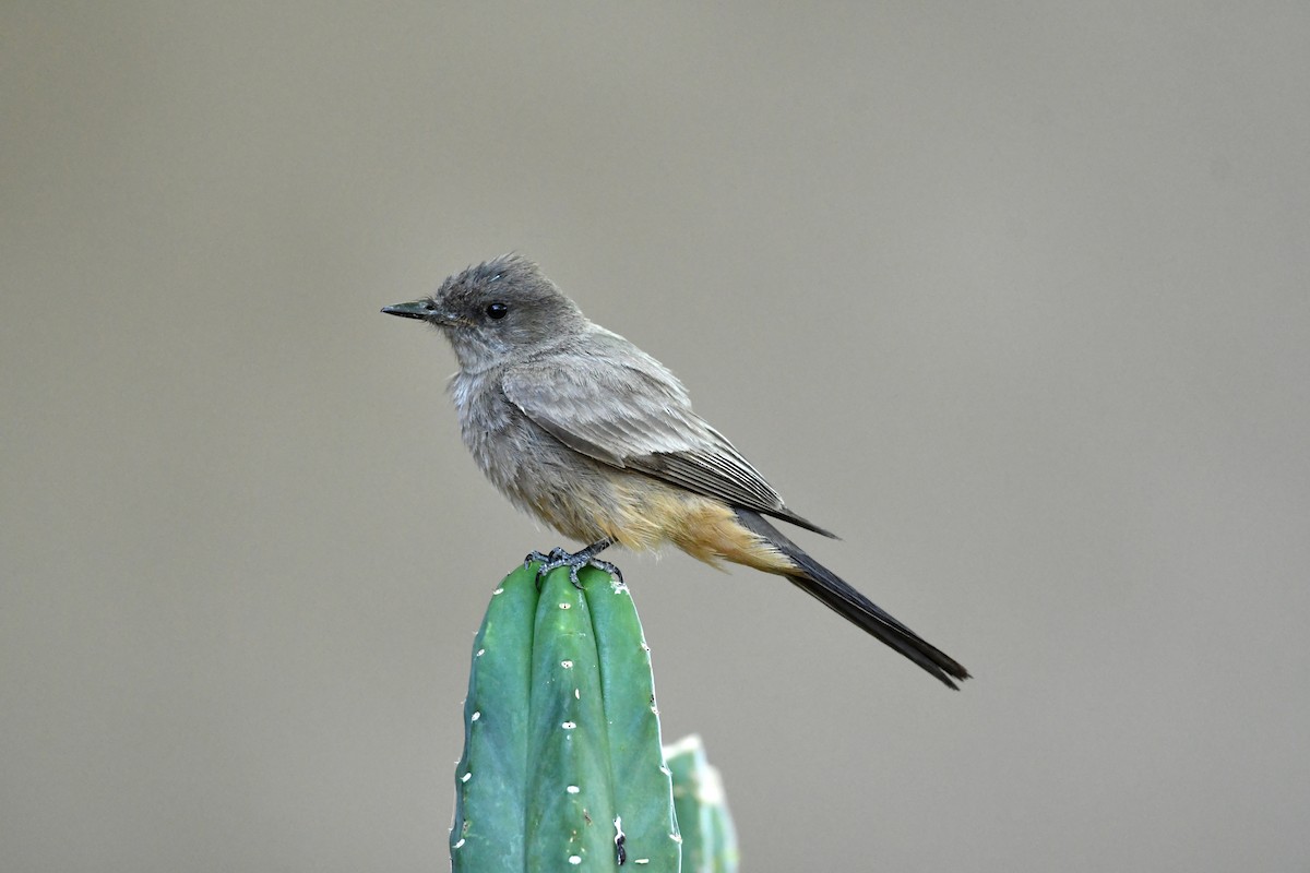 Say's Phoebe - ML637920160