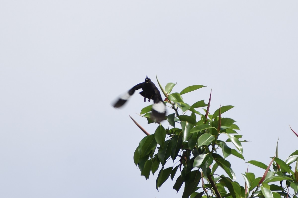 Crested Myna - ML637920163