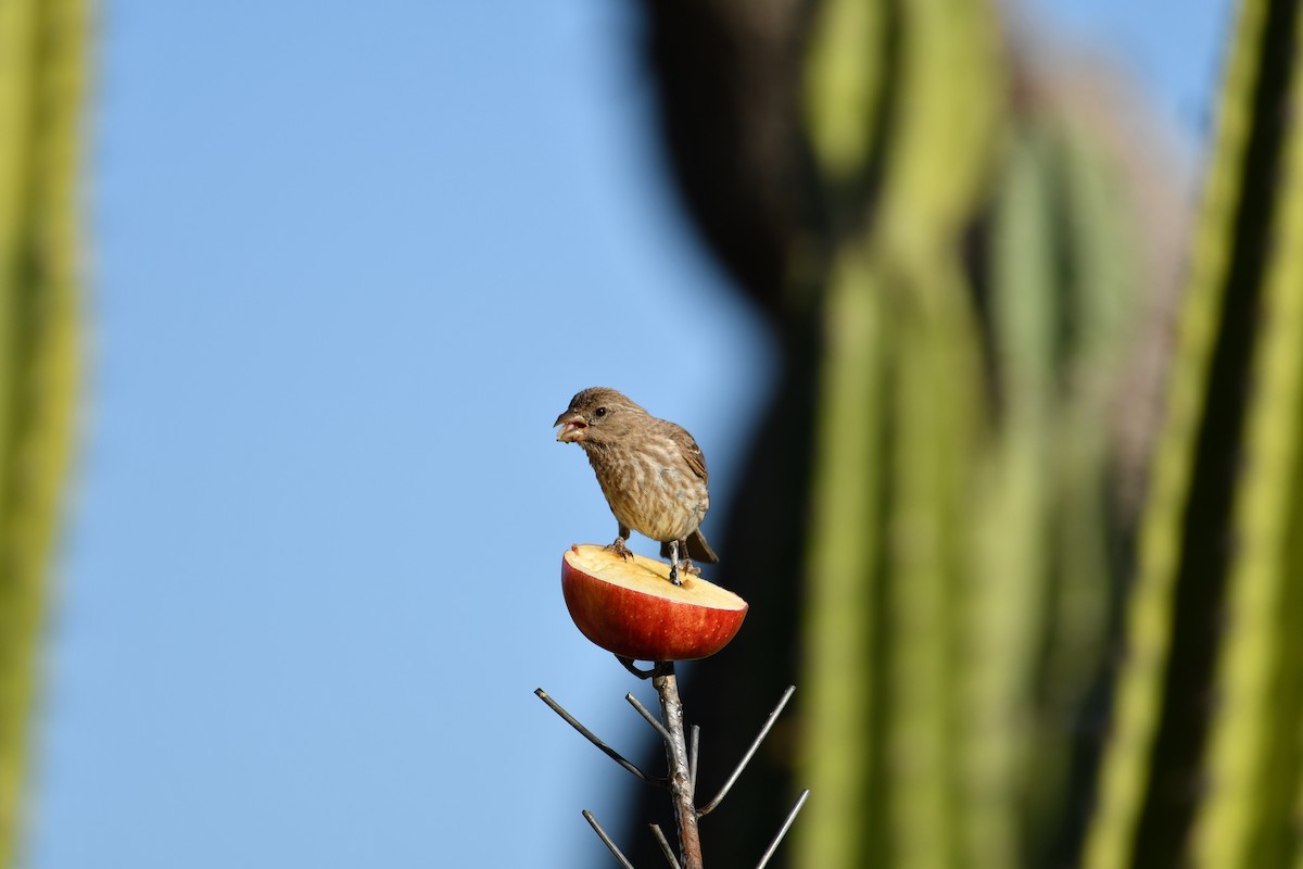 House Finch - ML637920176