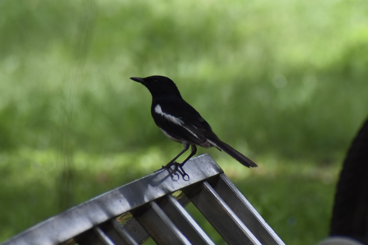 Oriental Magpie-Robin - ML637920181