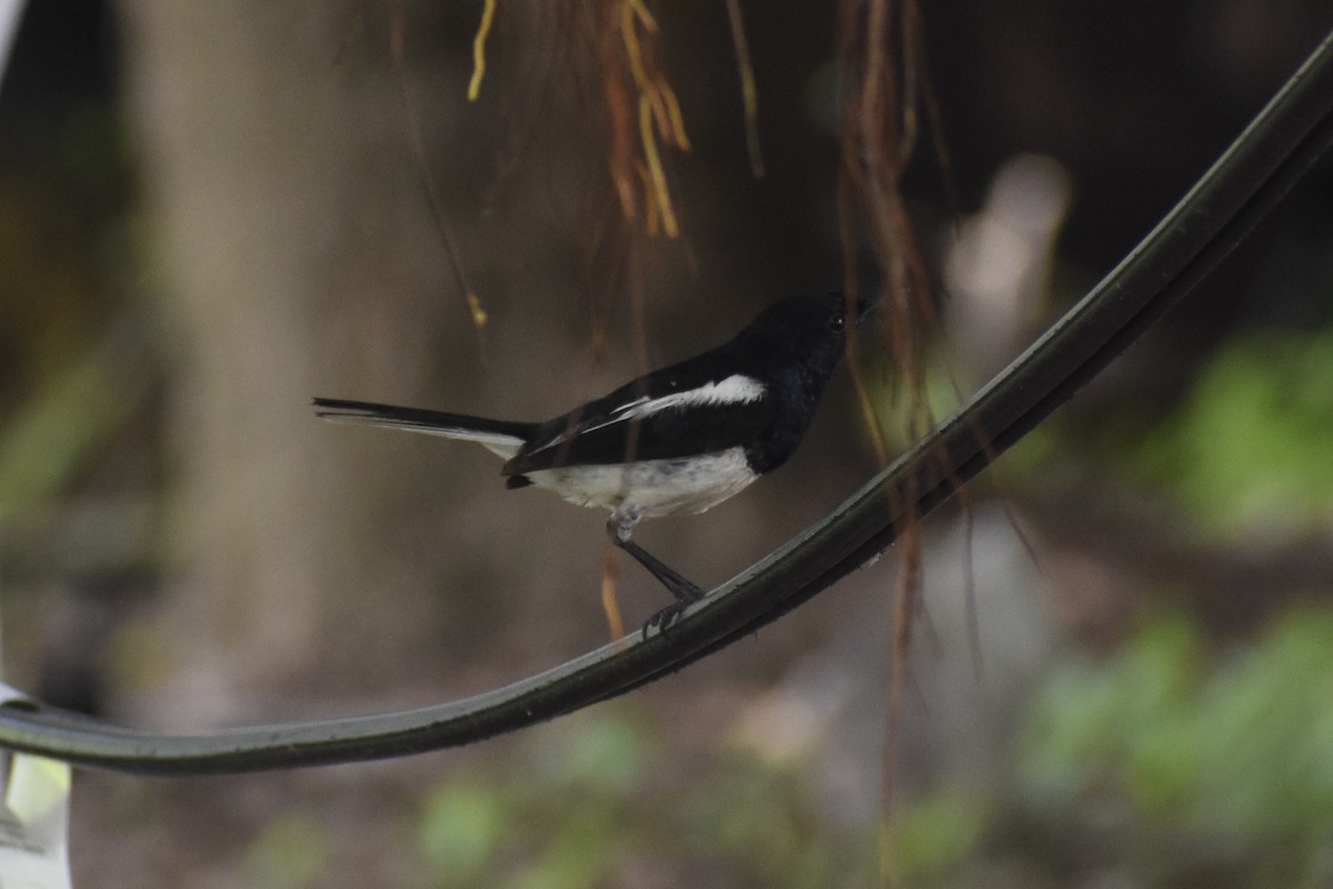 Oriental Magpie-Robin - ML637920182