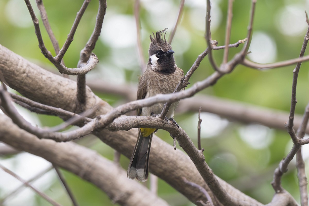Himalayan Bulbul - ML637920211