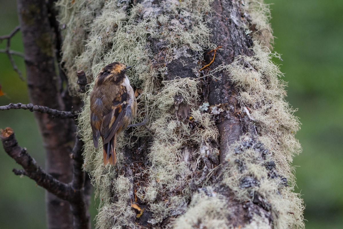 Thorn-tailed Rayadito - ML637920244