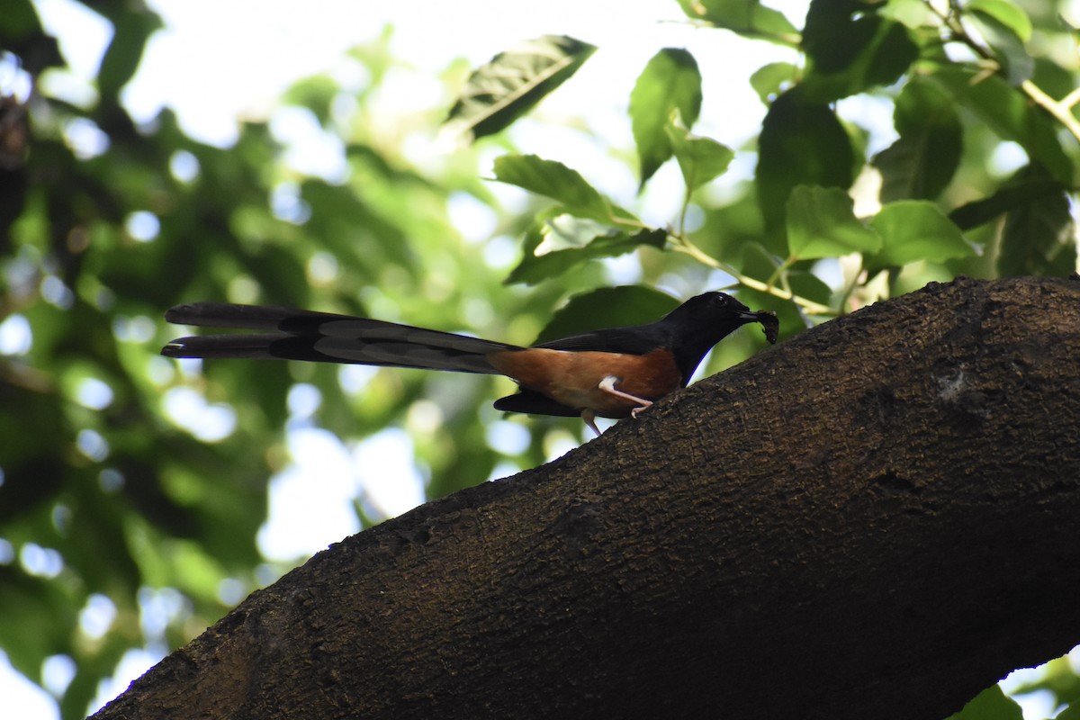 White-rumped Shama - ML637920254