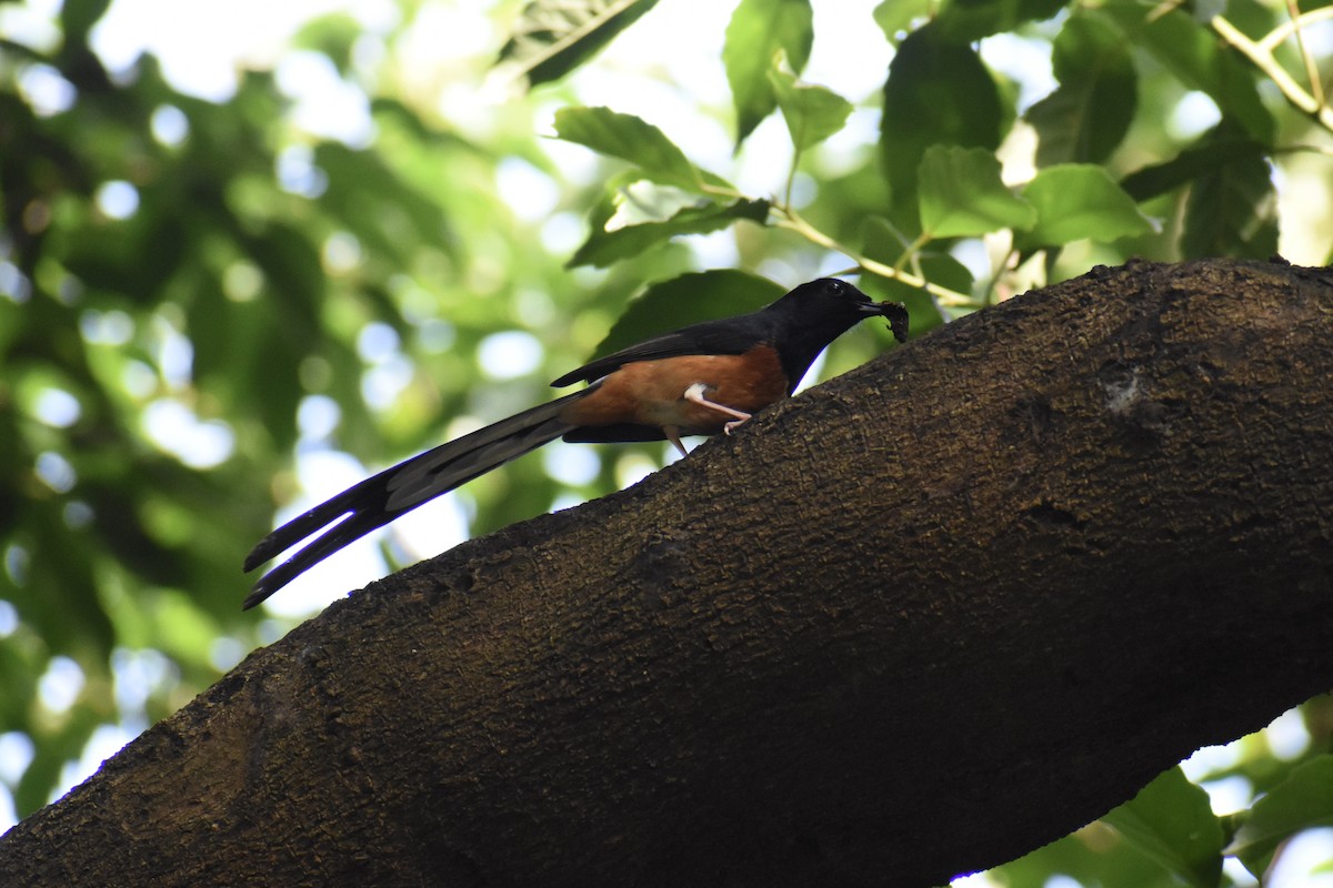 White-rumped Shama - ML637920255