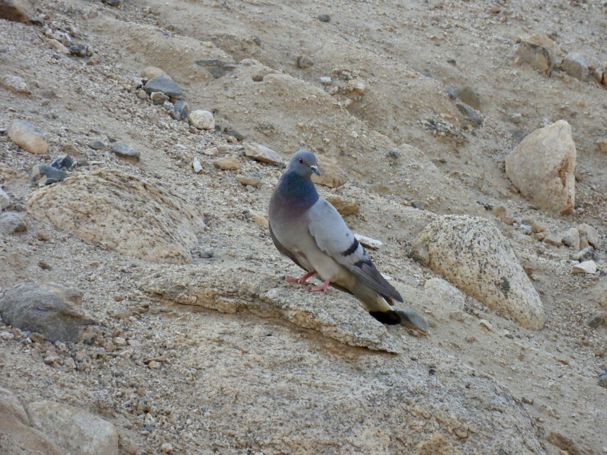 Hill Pigeon - ML637920271