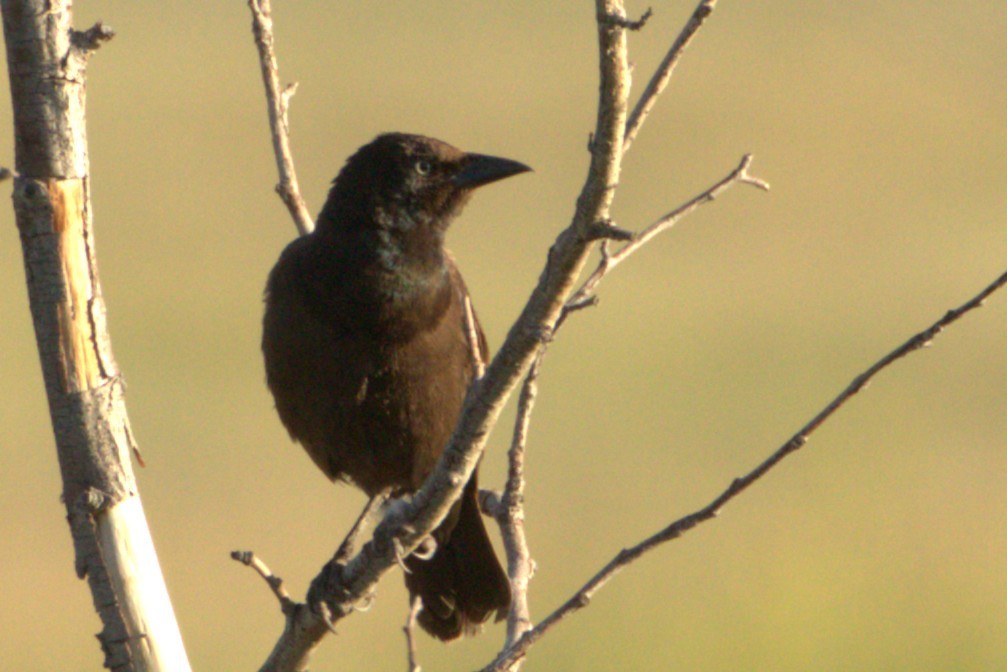 Common Grackle - ML637920320