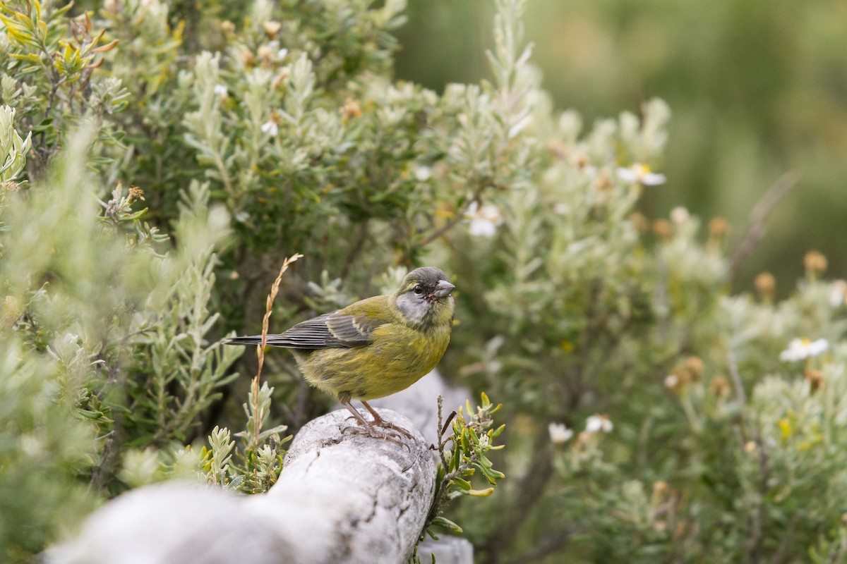 Patagonian Sierra Finch - ML637920326