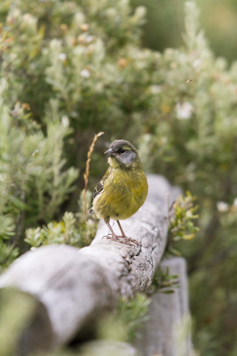 Patagonian Sierra Finch - ML637920327