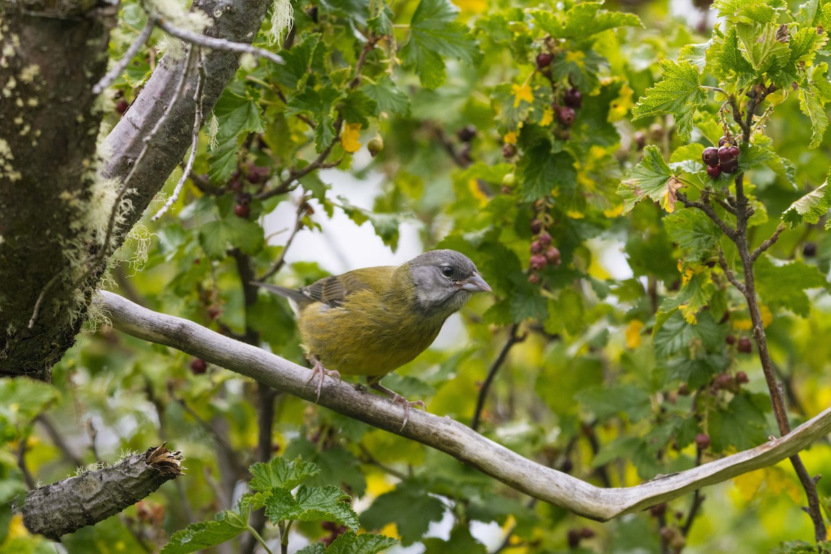 Patagonian Sierra Finch - ML637920328
